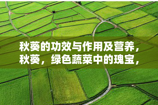 秋葵的功效与作用及营养，秋葵，绿色蔬菜中的瑰宝，营养与美味的双重享受