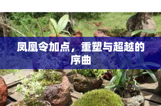 凤凰令加点,重塑与超越的序曲 凤凰令加点,重塑与超越的序曲