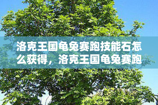 洛克王国龟兔赛跑技能石怎么获得,洛克王国龟兔赛跑技能石,解锁宠物战斗新体验 洛克王国龟兔赛跑技能石怎么获得,洛克王国龟兔赛跑技能石,解锁宠物战斗新体验