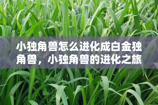 小独角兽怎么进化成白金独角兽,小独角兽的进化之旅,解锁神秘力量的秘密 小独角兽怎么进化成白金独角兽,小独角兽的进化之旅,解锁神秘力量的秘密