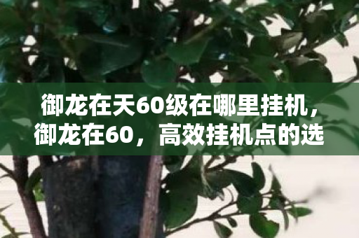 御龙在天60级在哪里挂机图片