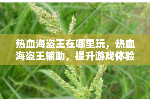 热血海盗王在哪里玩,热血海盗王辅助,提升游戏体验的得力助手 热血海盗王在哪里玩,热血海盗王辅助,提升游戏体验的得力助手