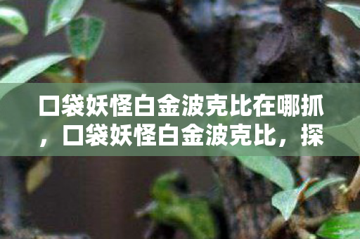口袋妖怪白金波克比在哪抓,口袋妖怪白金波克比,探索与成长的奇妙之旅 口袋妖怪白金波克比在哪抓,口袋妖怪白金波克比,探索与成长的奇妙之旅