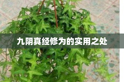 九阴真经修为的实用之处 九阴真经修为的实用之处