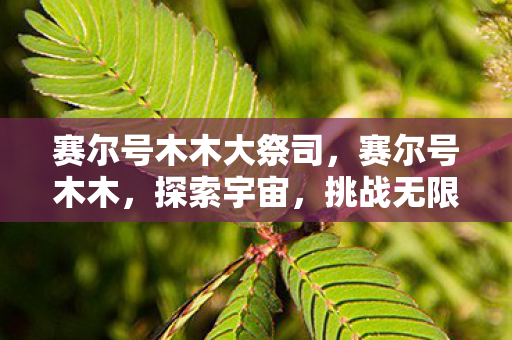 赛尔号木木大祭司,赛尔号木木,探索宇宙,挑战无限 赛尔号木木大祭司,赛尔号木木,探索宇宙,挑战无限