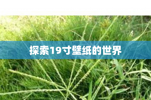 探索19寸壁纸的世界