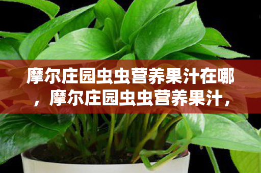摩尔庄园虫虫营养果汁在哪,摩尔庄园虫虫营养果汁,探索庄园的奇妙饮品 摩尔庄园虫虫营养果汁在哪,摩尔庄园虫虫营养果汁,探索庄园的奇妙饮品