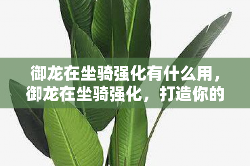 御龙在坐骑强化有什么用，御龙在坐骑强化，打造你的专属飞行伙伴