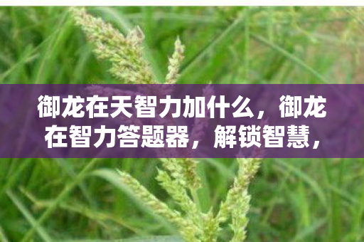 御龙在天智力加什么,御龙在智力答题器,解锁智慧,挑战自我 御龙在天智力加什么,御龙在智力答题器,解锁智慧,挑战自我
