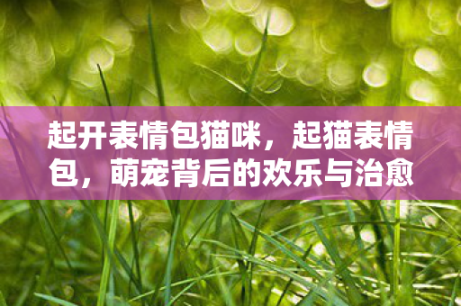 起开表情包猫咪,起猫表情包,萌宠背后的欢乐与治愈 起开表情包猫咪,起猫表情包,萌宠背后的欢乐与治愈