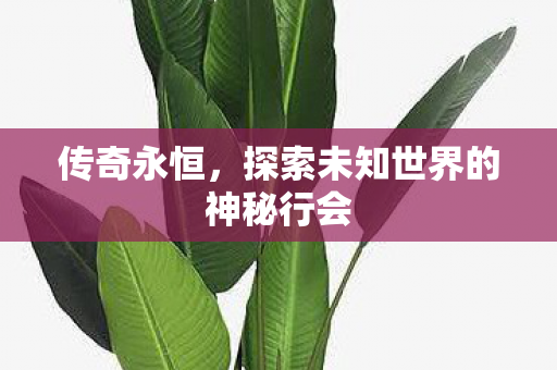 传奇永恒,探索未知世界的神秘行会 传奇永恒,探索未知世界的神秘行会