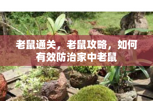 老鼠通关，老鼠攻略，如何有效防治家中老鼠
