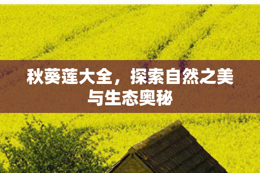秋葵莲大全,探索自然之美与生态奥秘 秋葵莲大全,探索自然之美与生态奥秘