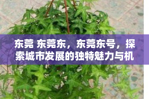 东莞 东莞东，东莞东号，探索城市发展的独特魅力与机遇