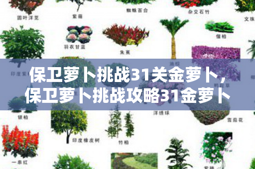 保卫萝卜挑战31关金萝卜,保卫萝卜挑战攻略31金萝卜 保卫萝卜挑战31关金萝卜,保卫萝卜挑战攻略31金萝卜