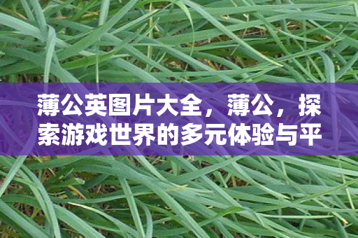 薄公英图片大全,薄公,探索游戏世界的多元体验与平衡之道 薄公英图片大全,薄公,探索游戏世界的多元体验与平衡之道