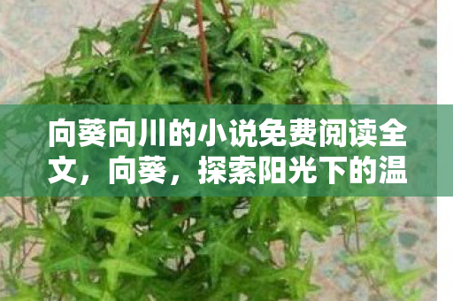 向葵向川的小说免费阅读全文,向葵,探索阳光下的温暖与希望 向葵向川的小说免费阅读全文,向葵,探索阳光下的温暖与希望