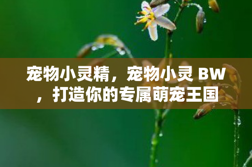 宠物小灵精,宠物小灵 BW,打造你的专属萌宠王国 宠物小灵精,宠物小灵 BW,打造你的专属萌宠王国
