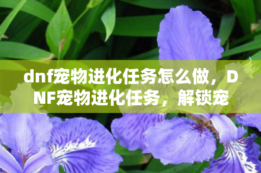 dnf宠物进化任务怎么做,DNF宠物进化任务,解锁宠物潜能,探索无限可能 dnf宠物进化任务怎么做,DNF宠物进化任务,解锁宠物潜能,探索无限可能
