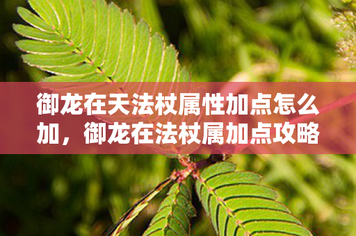 御龙在天法杖属性加点怎么加,御龙在法杖属加点攻略,打造最强法师的加点指南 御龙在天法杖属性加点怎么加,御龙在法杖属加点攻略,打造最强法师的加点指南