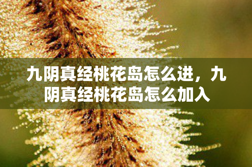 九阴真经桃花岛怎么进，九阴真经桃花岛怎么加入