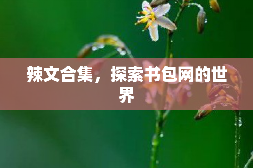 辣文合集，探索书包网的世界