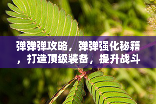 弹弹弹攻略,弹弹强化秘籍,打造顶级装备,提升战斗力的关键步骤 弹弹弹攻略,弹弹强化秘籍,打造顶级装备,提升战斗力的关键步骤