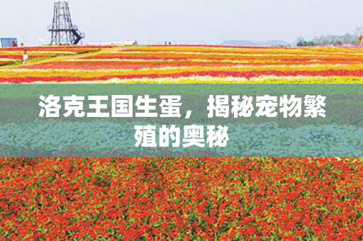 洛克王国生蛋,揭秘宠物繁殖的奥秘 洛克王国生蛋,揭秘宠物繁殖的奥秘
