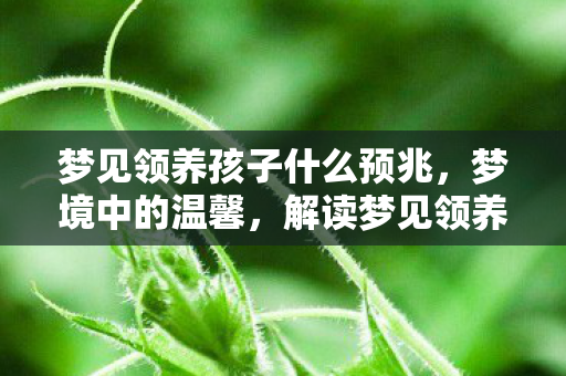 梦见领养孩子什么预兆,梦境中的温馨,解读梦见领养孩子的深层含义 梦见领养孩子什么预兆,梦境中的温馨,解读梦见领养孩子的深层含义