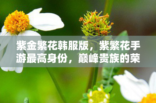 紫金繁花韩服版,紫繁花手游最高身份,巅峰贵族的荣耀与特权 紫金繁花韩服版,紫繁花手游最高身份,巅峰贵族的荣耀与特权