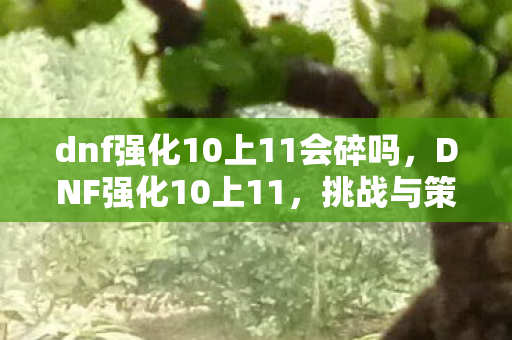 dnf强化10上11会碎吗，DNF强化10上11，挑战与策略