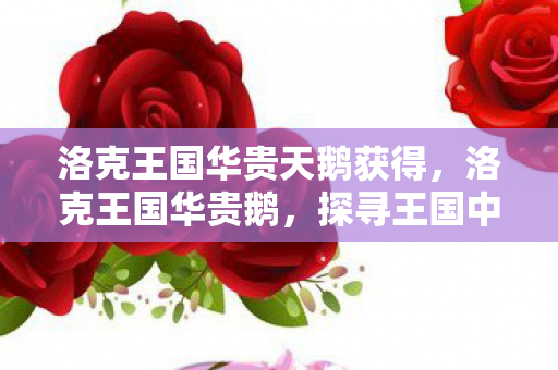 洛克王国华贵天鹅获得,洛克王国华贵鹅,探寻王国中的优雅传说 洛克王国华贵天鹅获得,洛克王国华贵鹅,探寻王国中的优雅传说