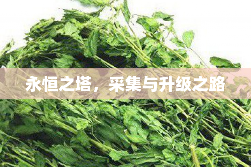 永恒之塔,采集与升级之路 永恒之塔,采集与升级之路