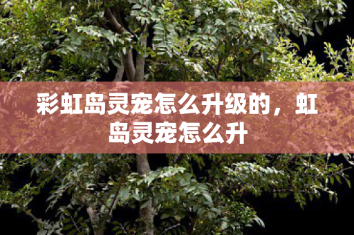 彩虹岛灵宠怎么升级的,虹岛灵宠怎么升 彩虹岛灵宠怎么升级的,虹岛灵宠怎么升