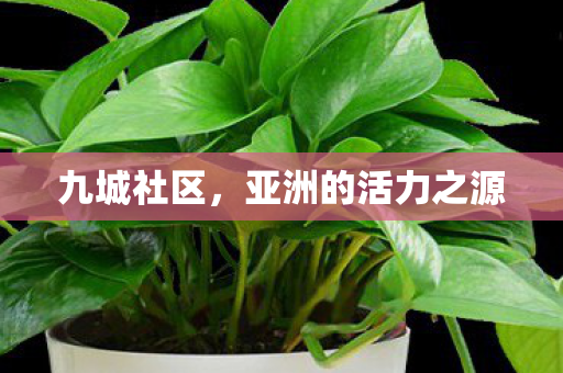 九城社区,亚洲的活力之源 九城社区,亚洲的活力之源