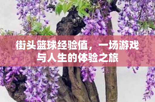 街头篮球经验值，一场游戏与人生的体验之旅