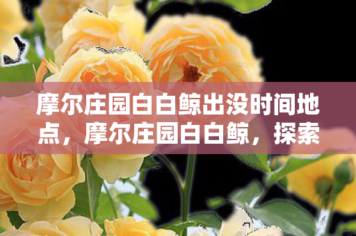摩尔庄园白白鲸出没时间地点，摩尔庄园白白鲸，探索海洋的神秘使者