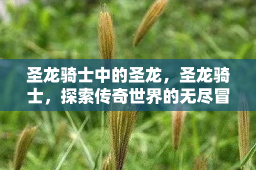 圣龙骑士中的圣龙，圣龙骑士，探索传奇世界的无尽冒险