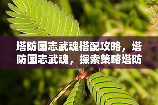 塔防国志武魂搭配攻略,塔防国志武魂,探索策略塔防的无限可能 塔防国志武魂搭配攻略,塔防国志武魂,探索策略塔防的无限可能