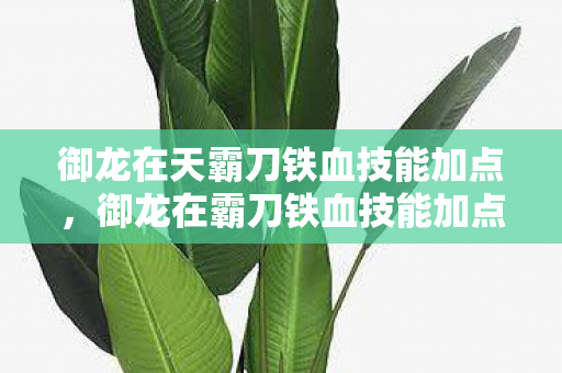 御龙在天霸刀铁血技能加点,御龙在霸刀铁血技能加点攻略 御龙在天霸刀铁血技能加点,御龙在霸刀铁血技能加点攻略