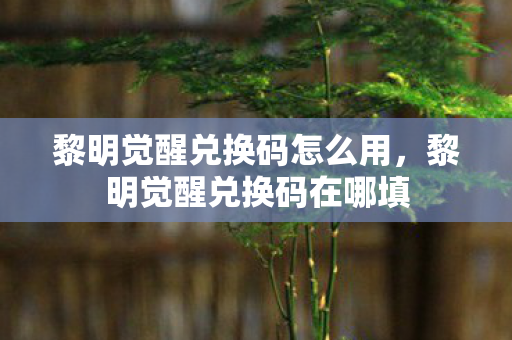 黎明觉醒兑换码怎么用,黎明觉醒兑换码在哪填 黎明觉醒兑换码怎么用,黎明觉醒兑换码在哪填