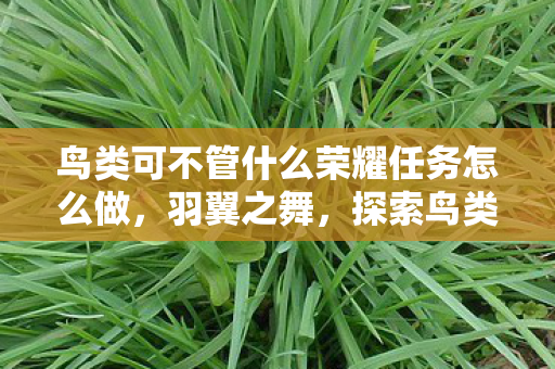 鸟类可不管什么荣耀任务怎么做,羽翼之舞,探索鸟类的自由与荣耀 鸟类可不管什么荣耀任务怎么做,羽翼之舞,探索鸟类的自由与荣耀