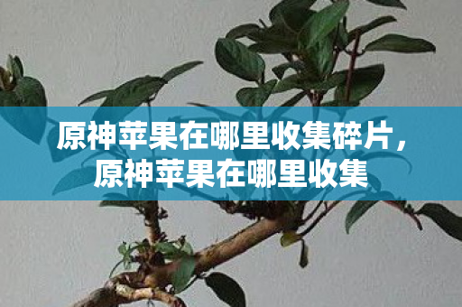 原神苹果在哪里收集碎片,原神苹果在哪里收集 原神苹果在哪里收集碎片,原神苹果在哪里收集