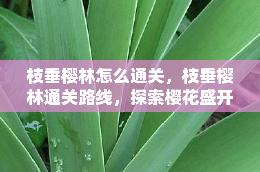 枝垂樱林怎么通关,枝垂樱林通关路线,探索樱花盛开的秘境 枝垂樱林怎么通关,枝垂樱林通关路线,探索樱花盛开的秘境