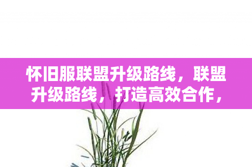怀旧服联盟升级路线，联盟升级路线，打造高效合作，共创辉煌未来
