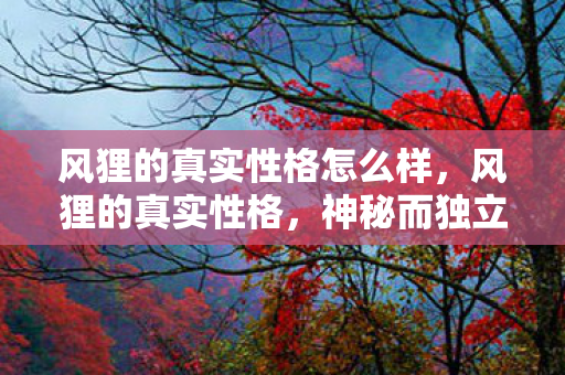 风狸的真实性格怎么样图片