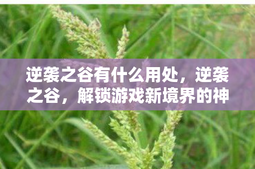 逆袭之谷有什么用处,逆袭之谷,解锁游戏新境界的神奇之地 逆袭之谷有什么用处,逆袭之谷,解锁游戏新境界的神奇之地