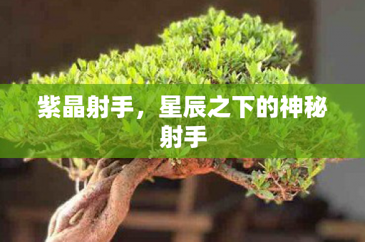 紫晶射手，星辰之下的神秘射手