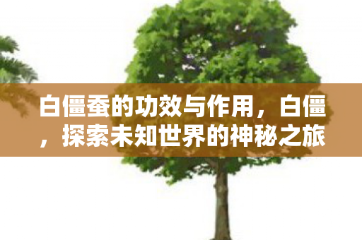 白僵蚕的功效与作用，白僵，探索未知世界的神秘之旅