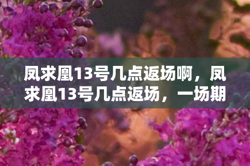 凤求凰13号几点返场啊图片